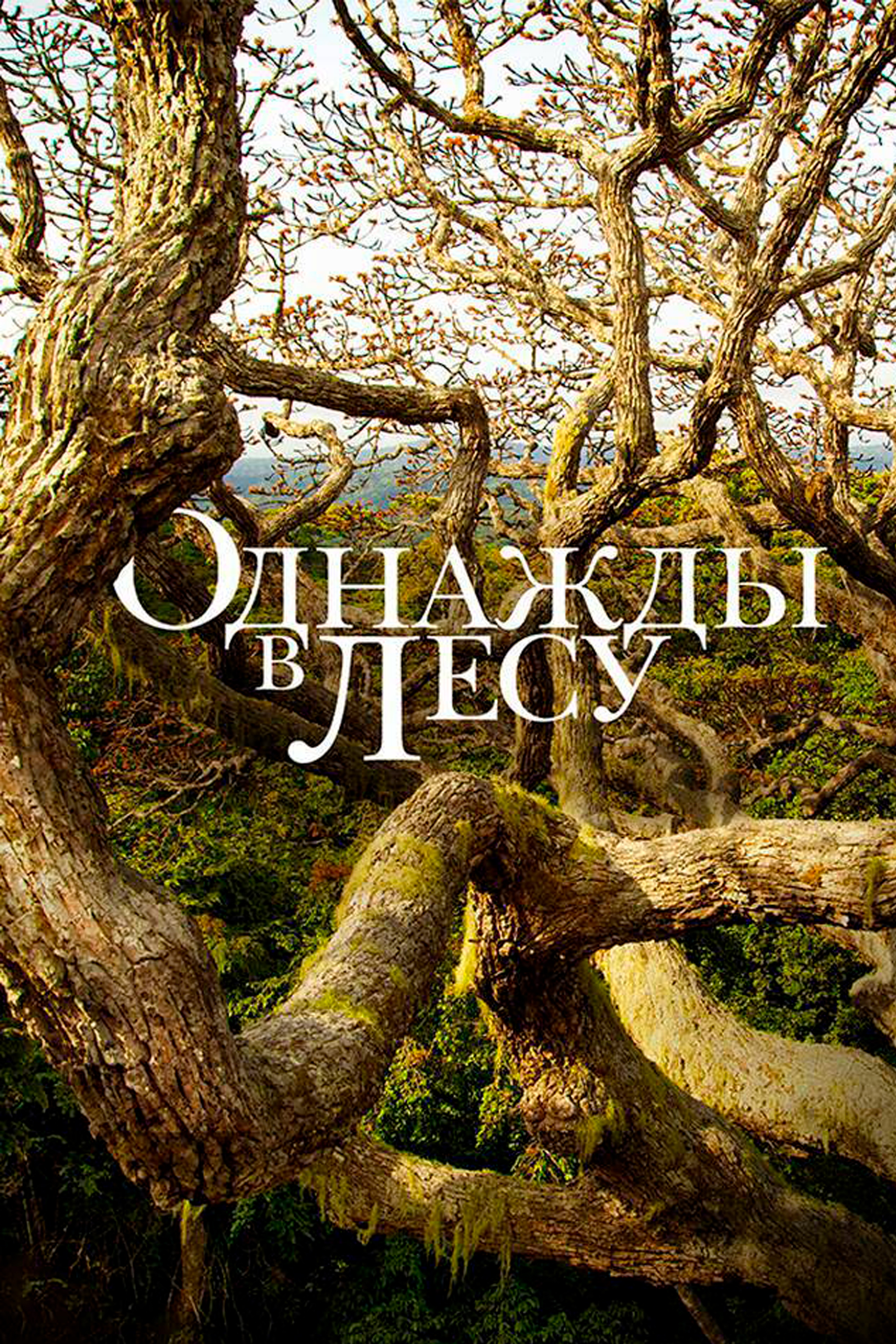 Однажды в лесу